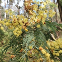 Acacia dealbata