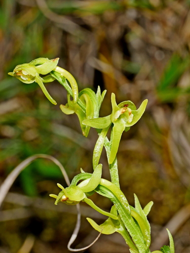 Image of Platanthera mandarinorum by (c) Jacy Chen, some rights reserved (CC BY)
