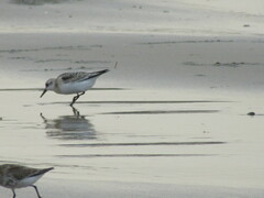 Calidris alpina
