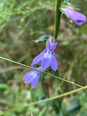 Lobelia puberula