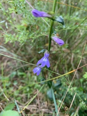 Lobelia puberula