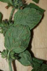 Puccinia menthae