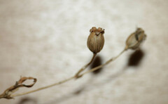 Silene nutans