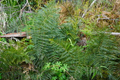 Pteridium esculentum