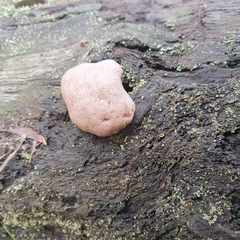 Tubifera
