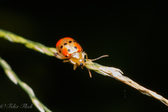 Walterianella championi