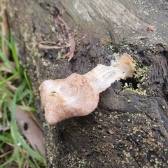 Tubifera