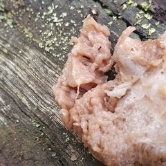 Tubifera