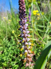 Lachenalia mutabilis