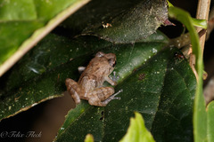 Diasporus diastema