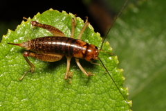 Hemiandrus