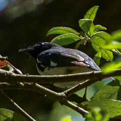 Setophaga caerulescens
