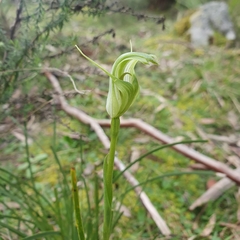 Pterostylis alpina