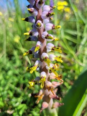 Lachenalia mutabilis