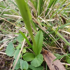 Pterostylis alpina
