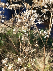 Heracleum sphondylium