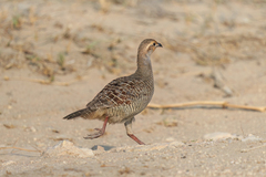 Ortygornis pondicerianus