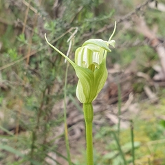 Pterostylis alpina