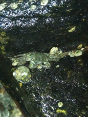 Pachygrapsus marmoratus