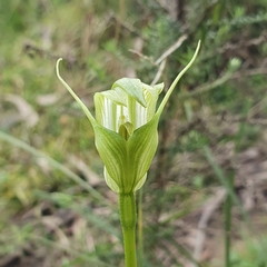 Pterostylis alpina