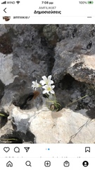 Gagea graeca