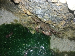 Pachygrapsus marmoratus