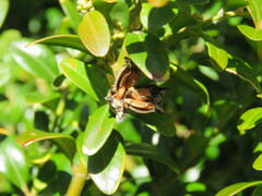 Buxus sempervirens