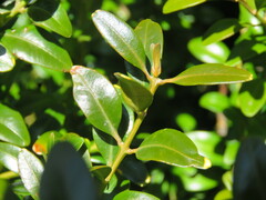 Buxus sempervirens