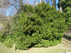Buxus sempervirens