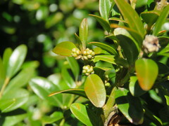Buxus sempervirens