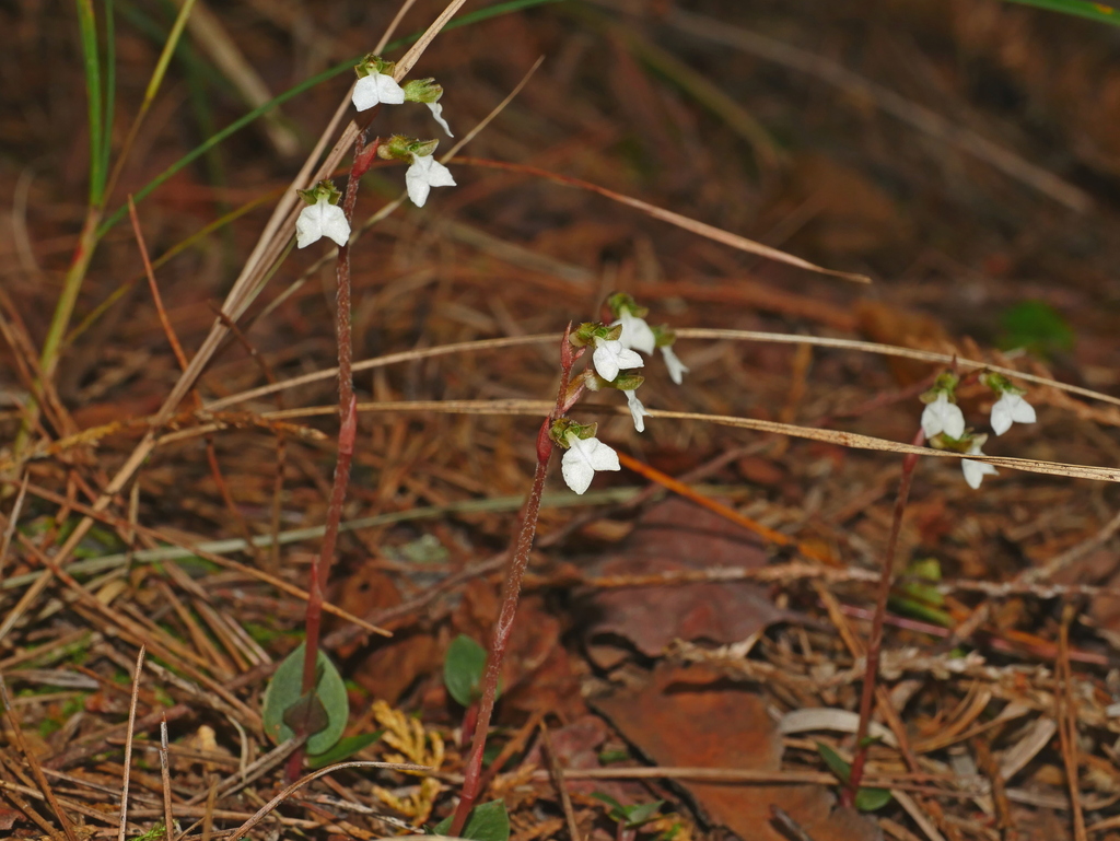Odontochilus yakushimensis