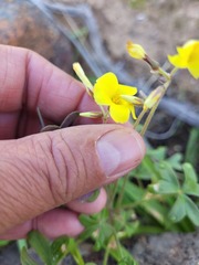 Oxalis pes-caprae sericea