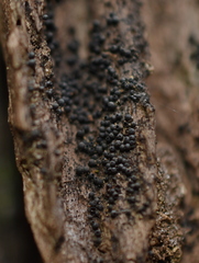 Rosellinia
