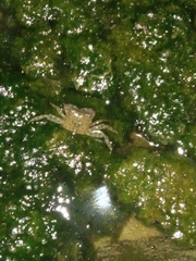 Pachygrapsus marmoratus