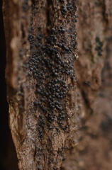 Rosellinia