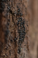 Rosellinia