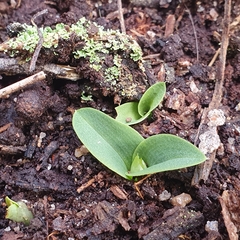 Chiloglottis valida