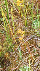 Scheuchzeria palustris