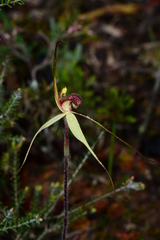 Caladenia fulva