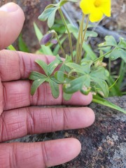 Oxalis pes-caprae sericea