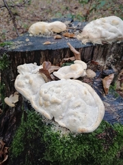 Trametes gibbosa