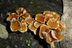 Pholiota subflammans