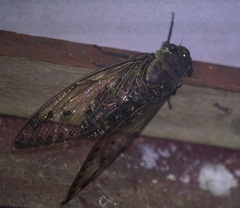 Cicadoidea