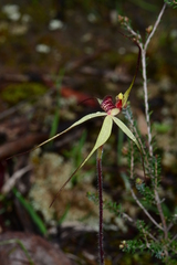 Caladenia fulva