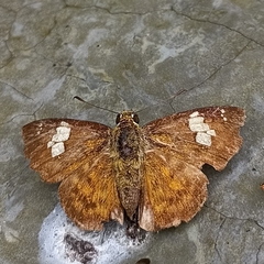 Pseudocoladenia dan