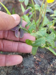 Oxalis pes-caprae sericea