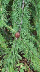 Larix
