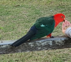 Alisterus scapularis