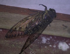 Cicadoidea