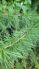 Larix